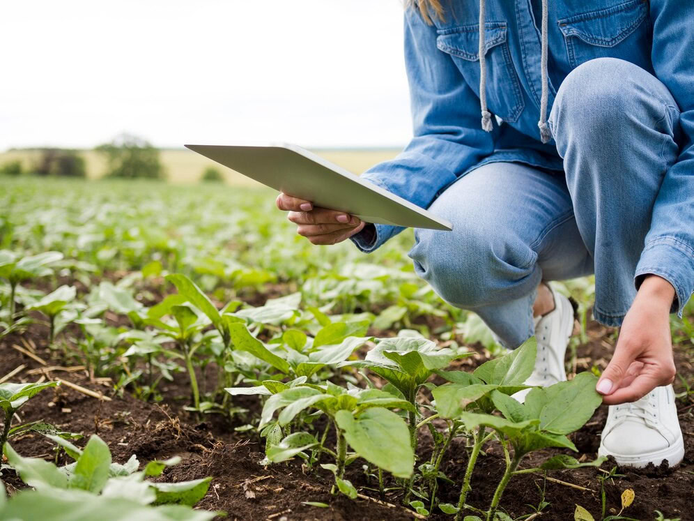 Plantare dovlecei in diferite regiuni ale Romaniei | Travandi.ro