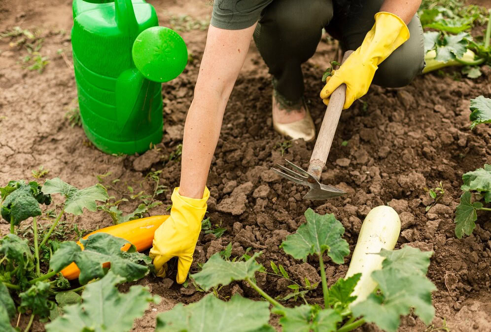 Plantare dovlecei in diferite regiuni ale Romaniei | Travandi.ro