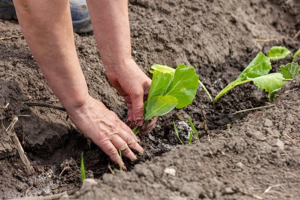 plantare dovlecei
