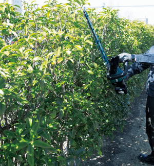 Masina de tuns gard viu, LXT 18V, 60 cm, fara acumulatori MAKITA DUH602Z | Travandi.ro