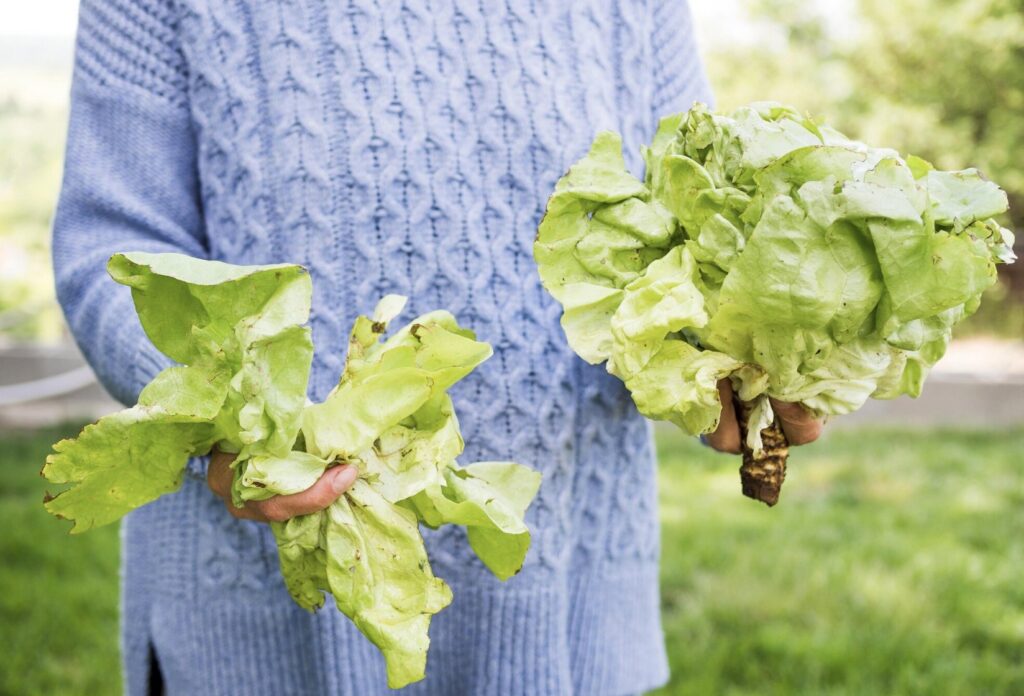 Cand se seamana salata de toamna – In gradina sau solar