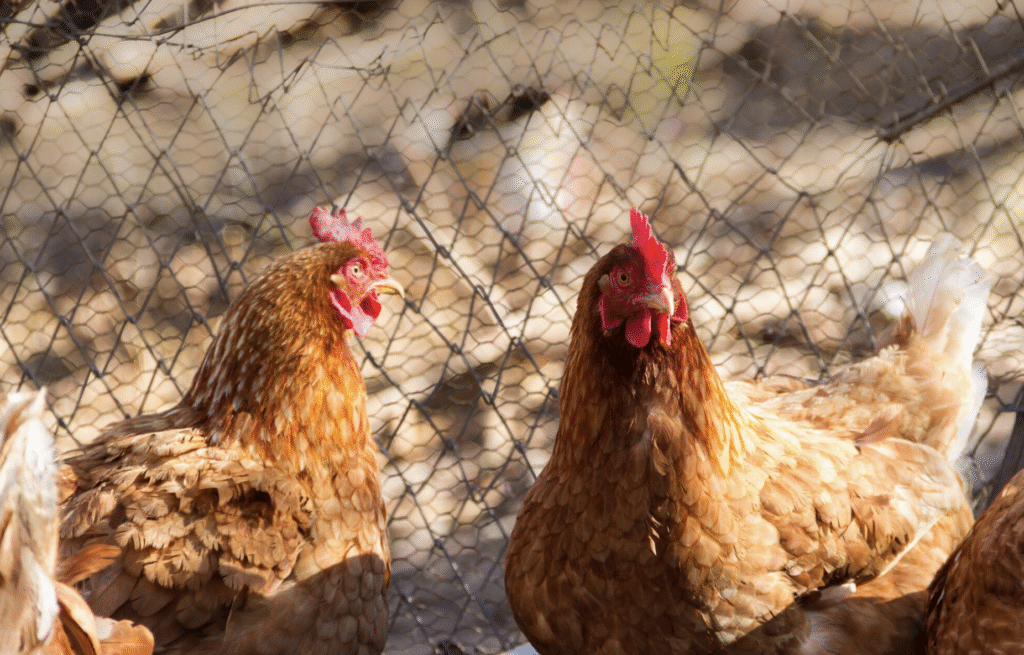 Cate oua face o gaina pe zi: Oua proaspete tot anul | Travandi.ro