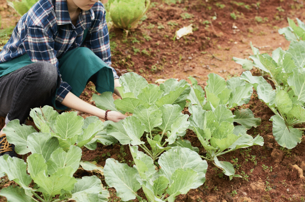 Cand se seamana salata de toamna – In gradina sau solar | Travandi.ro