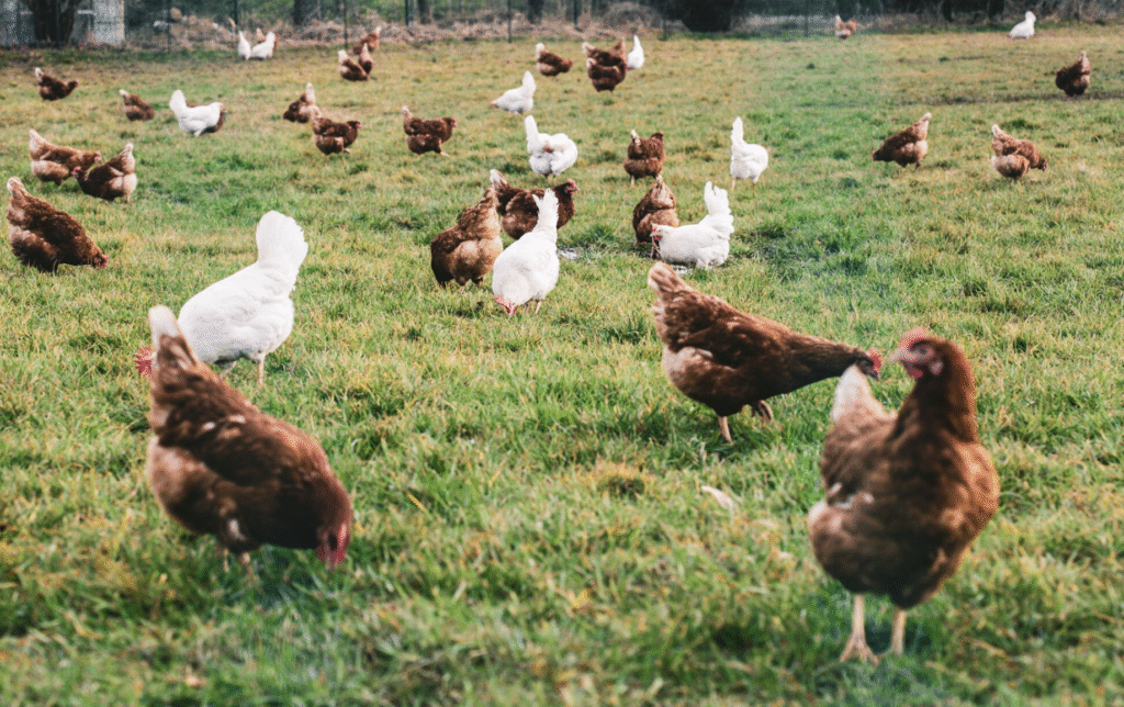 Cate oua face o gaina pe zi: Oua proaspete tot anul | Travandi.ro