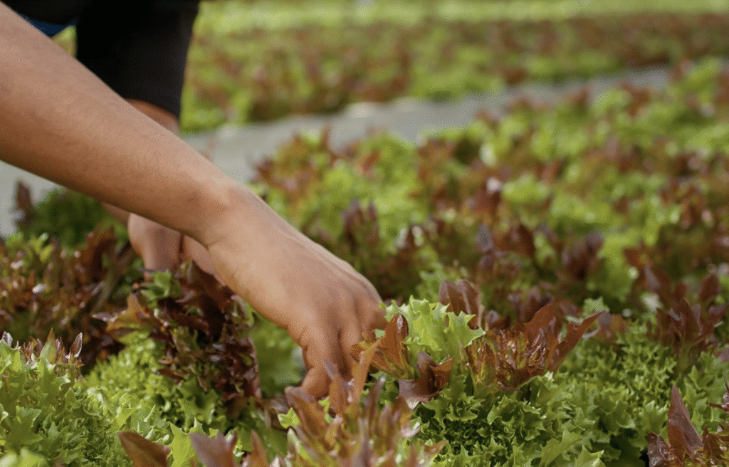 Cand se seamana salata de toamna – In gradina sau solar | Travandi.ro