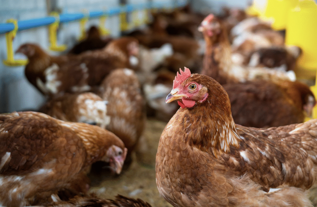 Cate oua face o gaina pe zi: Oua proaspete tot anul | Travandi.ro