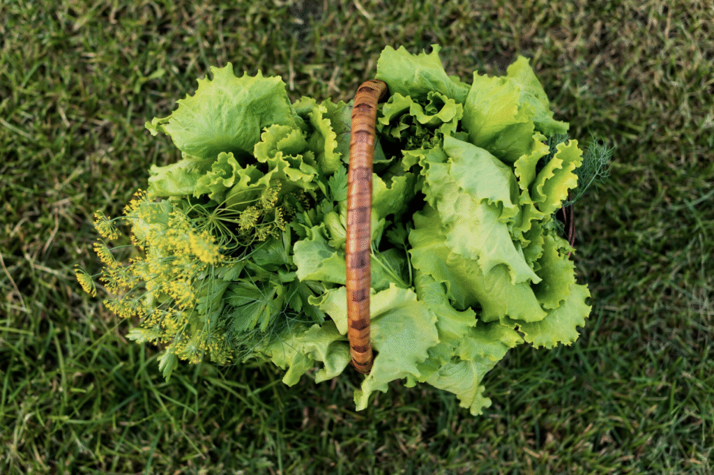 Cand se seamana salata de toamna – In gradina sau solar | Travandi.ro