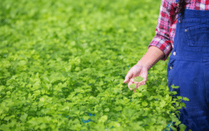 cata lucerna intra la hectar