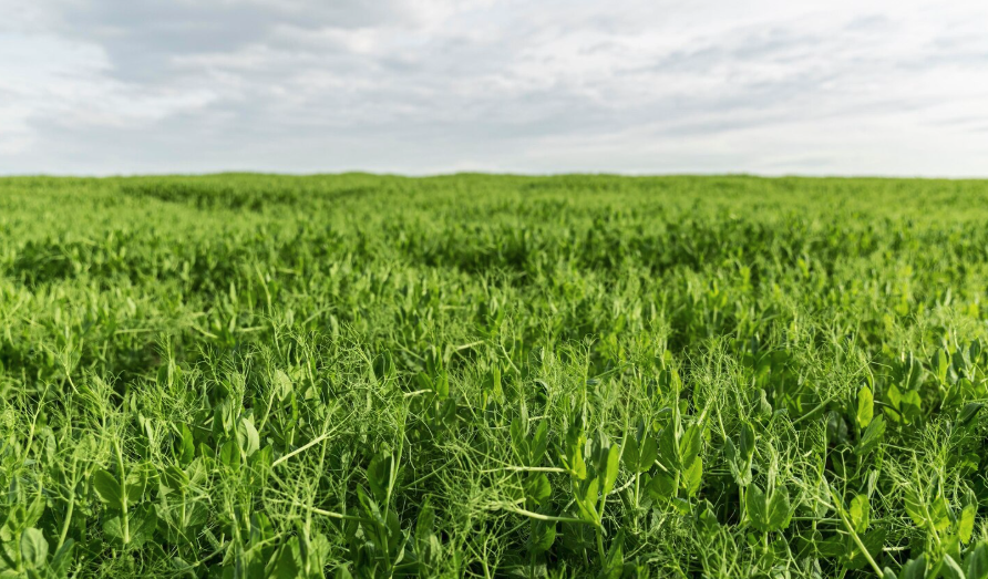 Cate kg de lucerna intra la hectar: ghid pentru fermieri 3 Cate kg de lucerna intra la hectar: ghid pentru fermieri | Travandi.ro