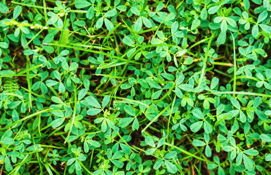 Cate kg de lucerna intra la hectar: ghid pentru fermieri 1 Cate kg de lucerna intra la hectar: ghid pentru fermieri | Travandi.ro