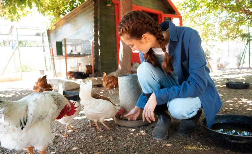 Idei practice cotet de gaini: Tot ce trebuie sa stii | Travandi.ro