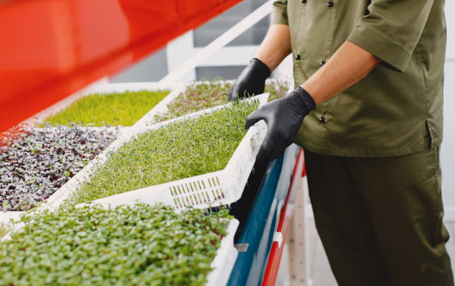 Afaceri agricole profitabile în 2026: Tipuri de afaceri | Travandi.ro