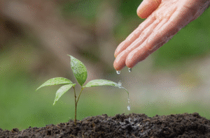 Când se pun răsadurile: Calendar pentru zone din Romania | Travandi.ro