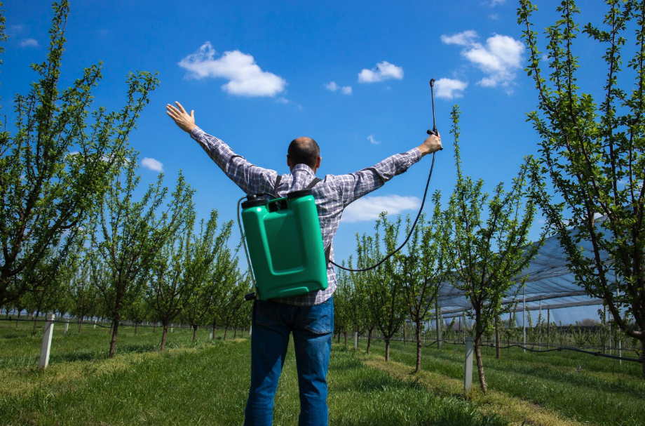 Când se tund pomii fructiferi - Sfaturi și schema completă de tratament | Travandi.ro