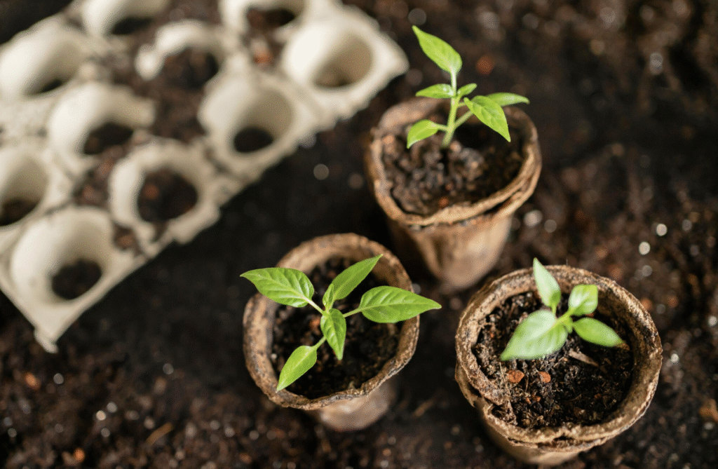 Când se pun răsadurile: Calendar pentru zone din Romania | Travandi.ro