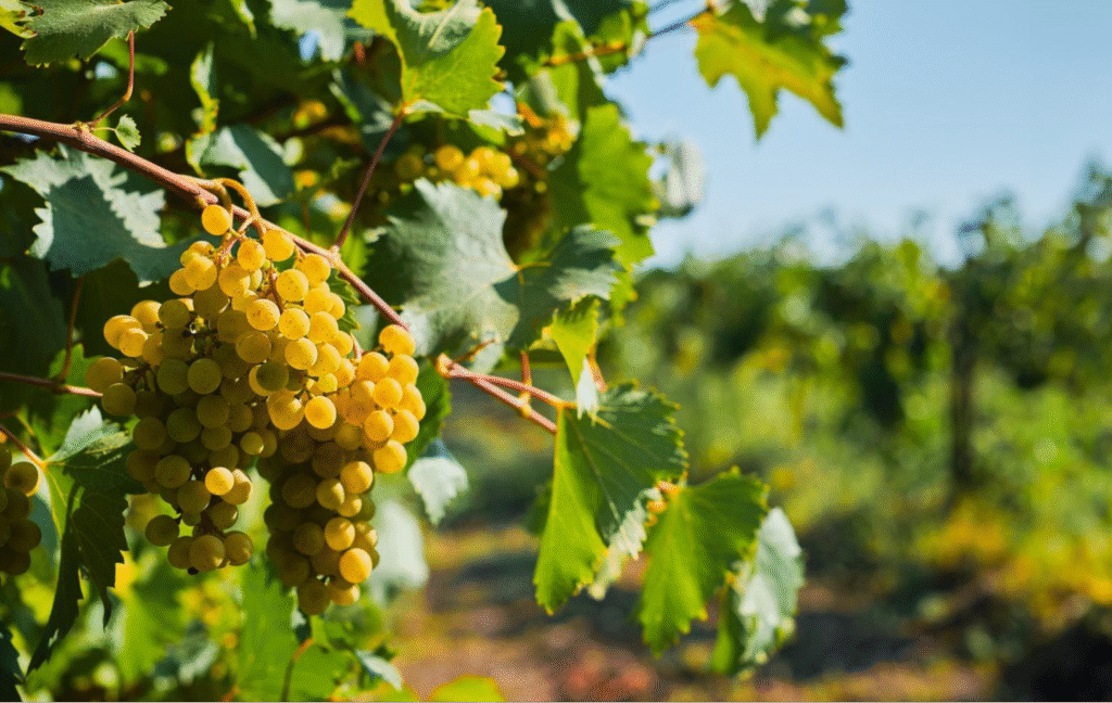 Când se pune îngrășământ la vița de vie | Travandi.ro