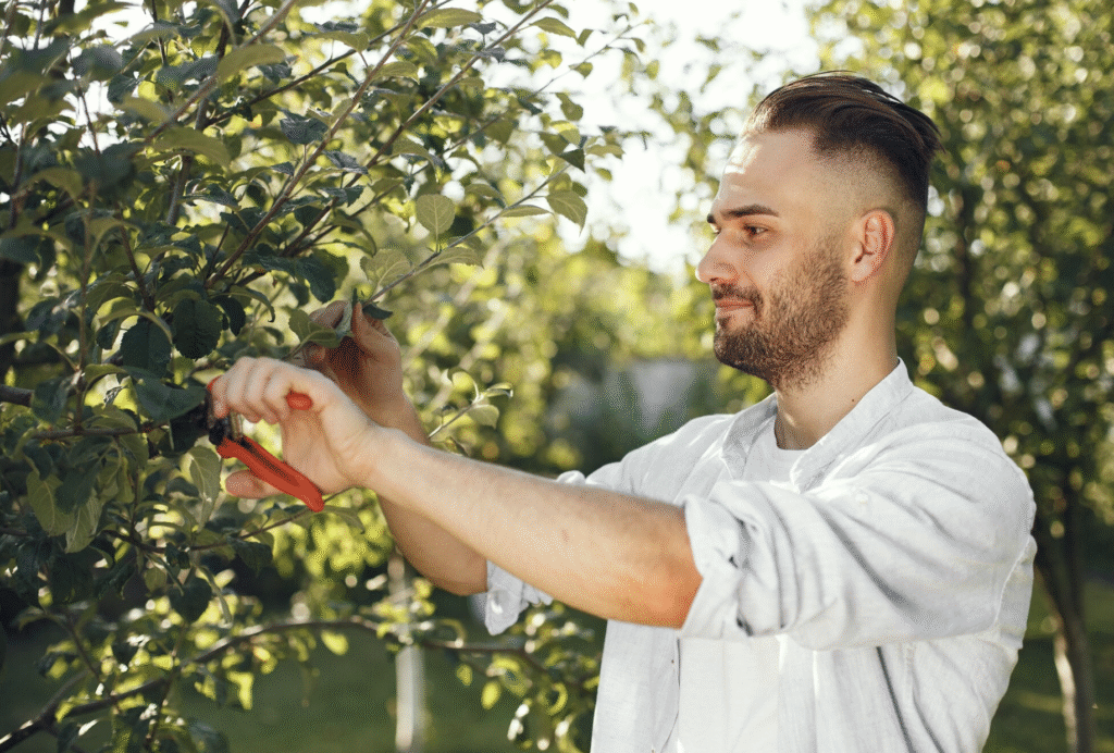 Când se tund pomii fructiferi - Sfaturi și schema completă de tratament | Travandi.ro