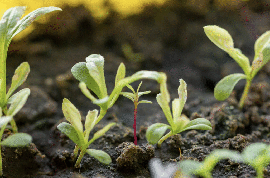 Când se pun răsadurile: Calendar pentru zone din Romania | Travandi.ro
