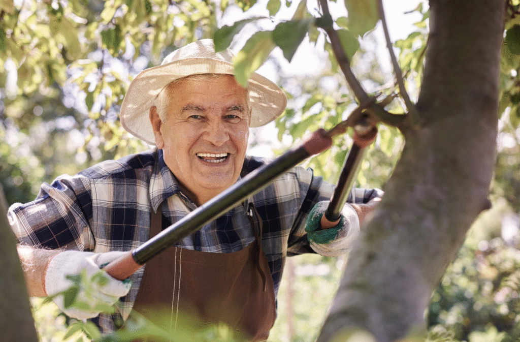 Când se tund pomii fructiferi - Sfaturi și schema completă de tratament | Travandi.ro