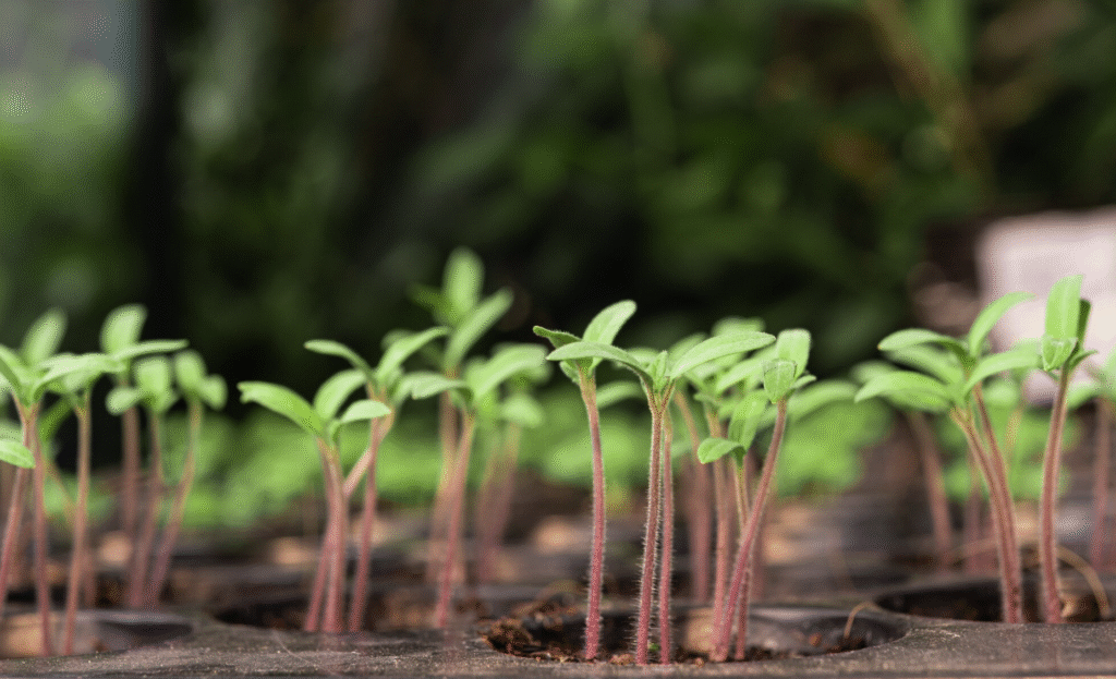 Când se pun răsadurile: Calendar pentru zone din Romania | Travandi.ro