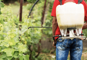 Când se pune îngrășământ la vița de vie | Travandi.ro