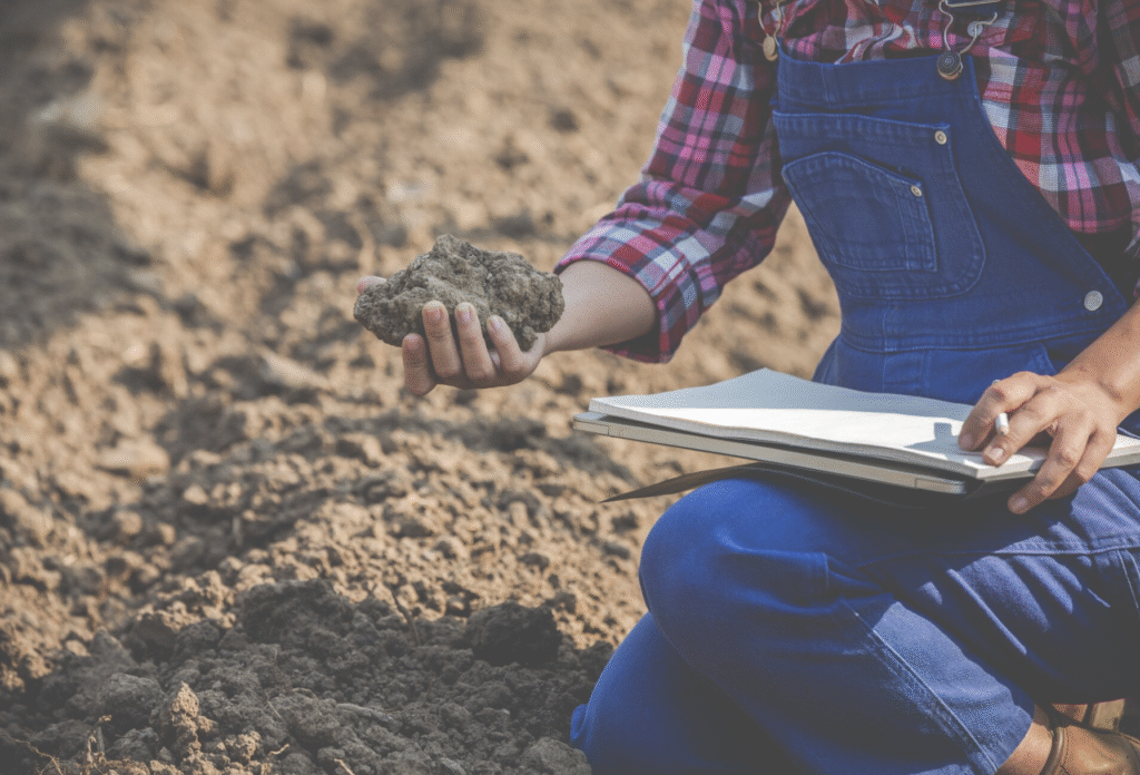 Când se pun răsadurile: Calendar pentru zone din Romania | Travandi.ro