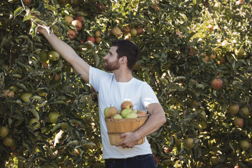 Când se tund pomii fructiferi - Sfaturi și schema completă de tratament | Travandi.ro