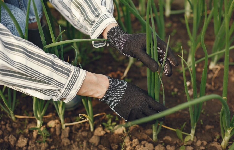 Când se plantează ceapa primăvara? Ghid regiuni