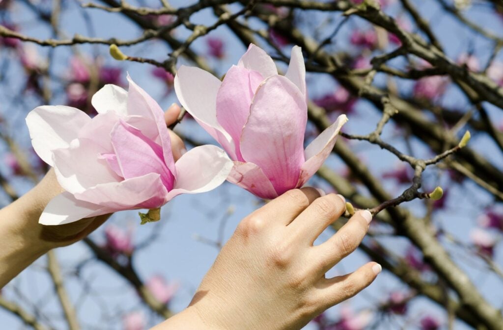 Când se plantează magnolia? Perioada ideală