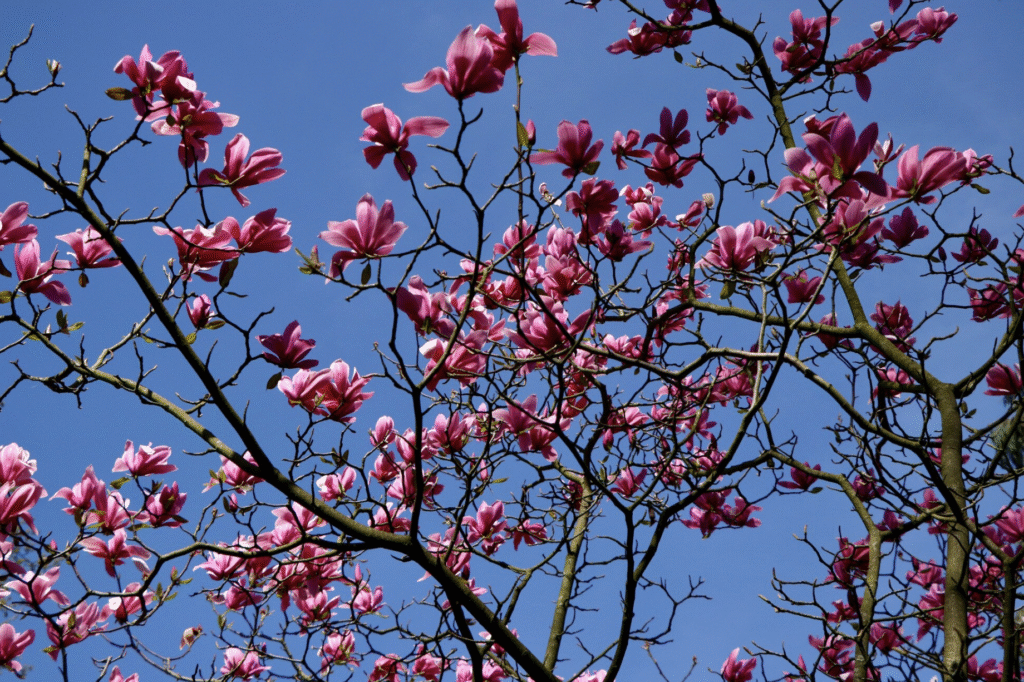 Când se plantează magnolia? Perioada ideală 1 Când se plantează magnolia? Perioada ideală | Travandi.ro