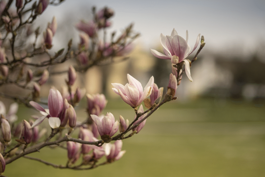Când se plantează magnolia? Perioada ideală 5 Când se plantează magnolia? Perioada ideală | Travandi.ro