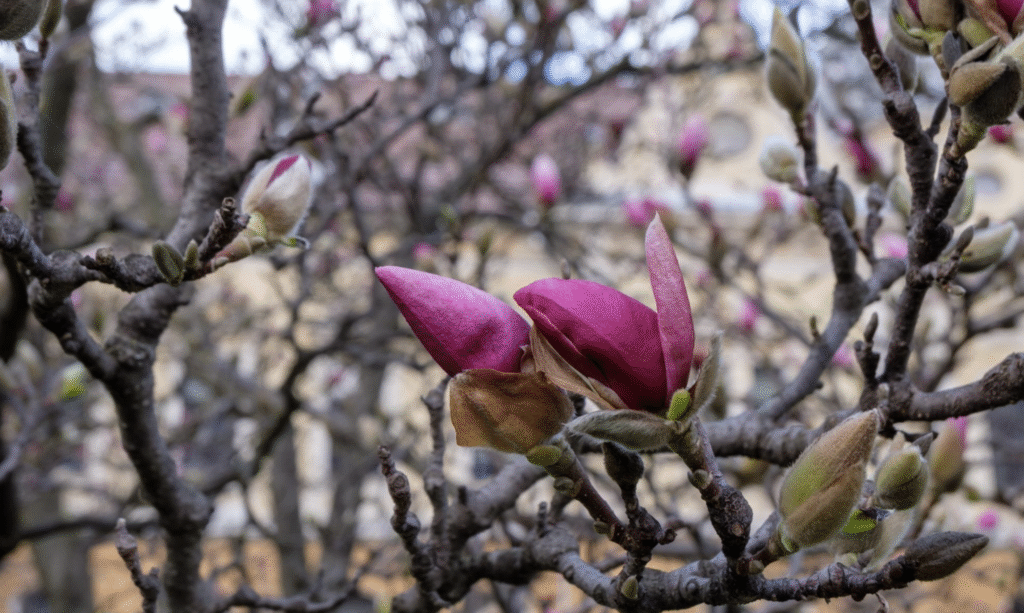 Când se plantează magnolia? Perioada ideală 4 Când se plantează magnolia? Perioada ideală | Travandi.ro