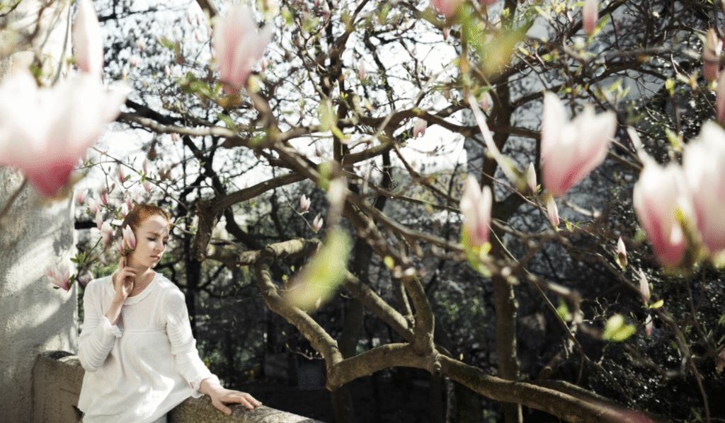 Când se plantează magnolia? Perioada ideală 3 Când se plantează magnolia? Perioada ideală | Travandi.ro