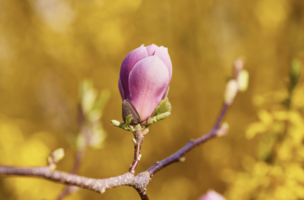Când se plantează magnolia? Perioada ideală 2 Când se plantează magnolia? Perioada ideală | Travandi.ro