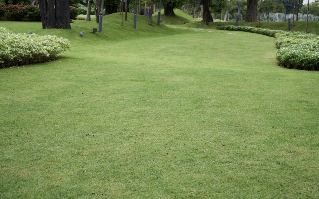 Fertilizare gazon: ghid pentru un covor verde tot anul | Travandi.ro