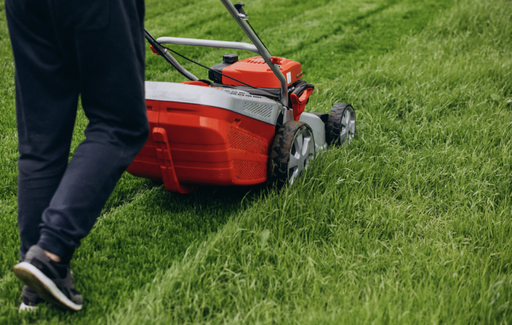 Fertilizare gazon: ghid pentru un covor verde tot anul | Travandi.ro