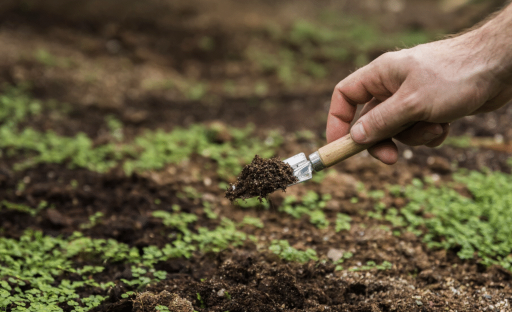 Fertilizare gazon: ghid pentru un covor verde tot anul | Travandi.ro